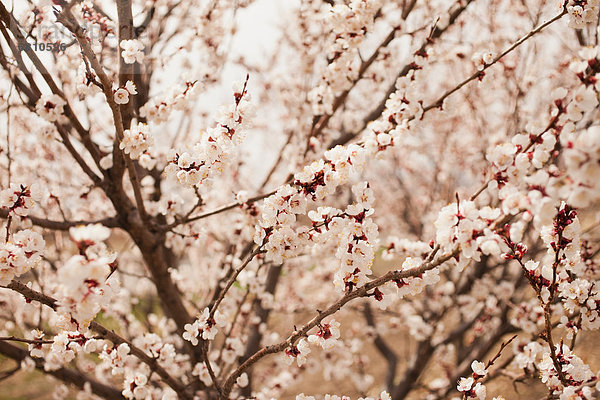 Baum  Kirsche  Blüte  Ansicht