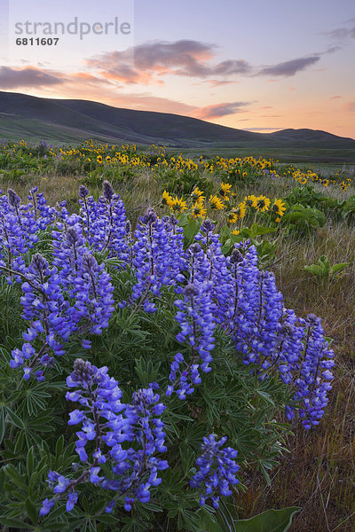 Vereinigte Staaten von Amerika  USA  Blume  Landschaft  Fokus auf den Vordergrund  Fokus auf dem Vordergrund  Lupine