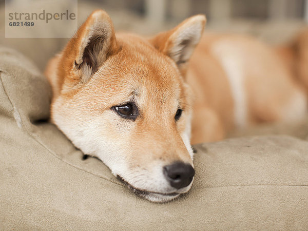 liegend  liegen  liegt  liegendes  liegender  liegende  daliegen  Portrait  Couch  Hund