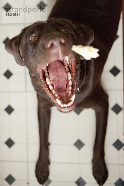 Hund Gähnen