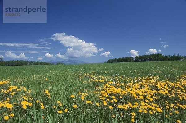 Feld  Löwenzahn