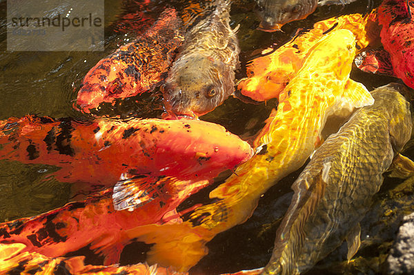 schwimmen Karpfen japanisch Teich