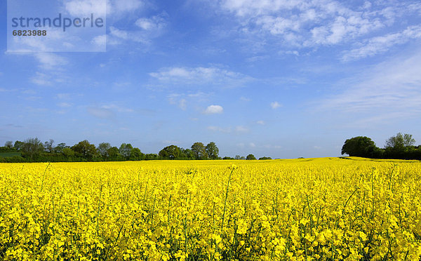 Oilseed Rape field