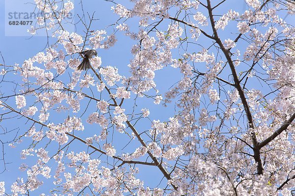 Baum  Kirsche  Blüte  Vogel