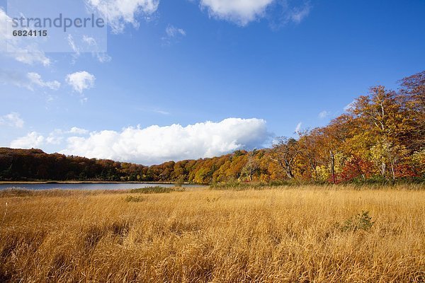 Autumnal Landscape