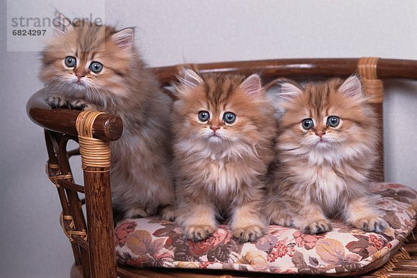 Stuhl  3  Kätzchen  Katze  Chinchilla