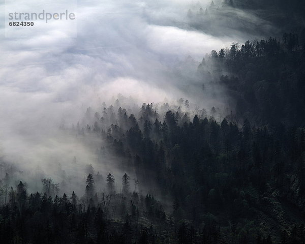 Laubwald  Silhouette  Nebel