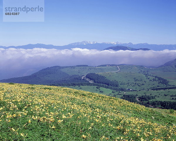 blühen  Berg  Pflanze  Feld