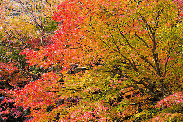 Baum Laub Japan Ahorn