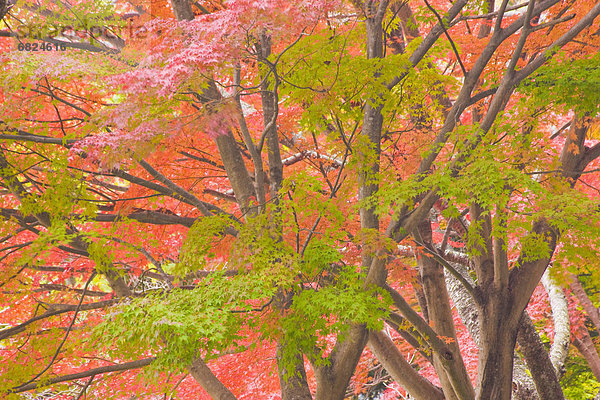 Baum Laub Japan Ahorn