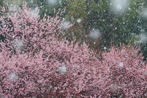 fallen  fallend  fällt  Blume  Baum  Kirsche  früh  Japan  Schnee