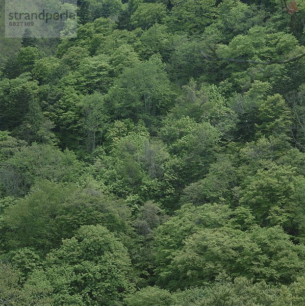 Wald  Honshu  Japan