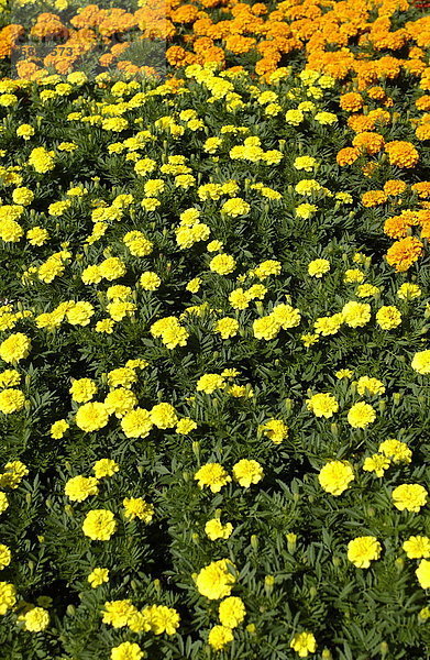 Marigold-Blumen