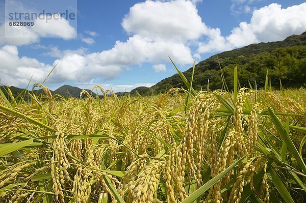 Reisfeld  Japan  Shizuoka Präfektur