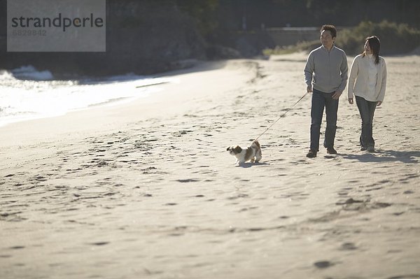 gehen  Strand  Hund