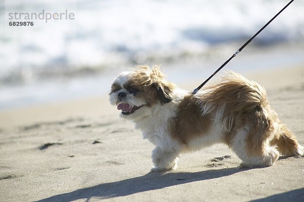 Strand  Hund