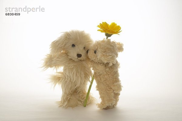 Gänseblümchen  Bellis perennis  Weißer Hintergrund  gelb  halten  Spielzeug  Hund  2  Gerbera