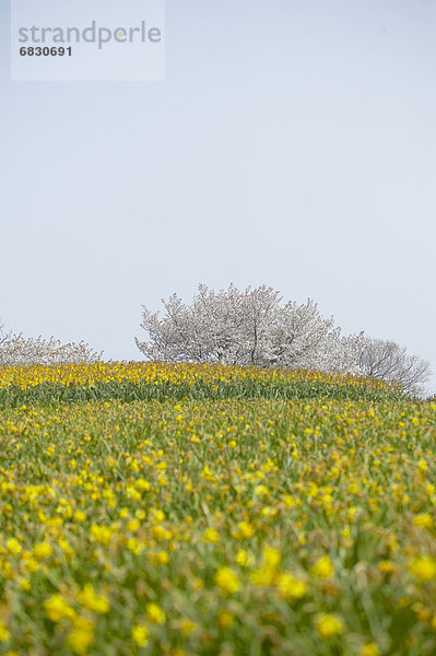 Blume  Kirsche  blühen  Füllung