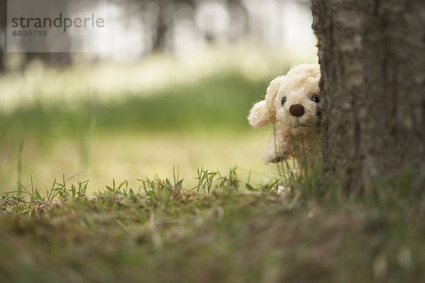 aufspüren  Baum  Spielzeug  Hund  belegt  Baumstamm  Stamm  nachsehen