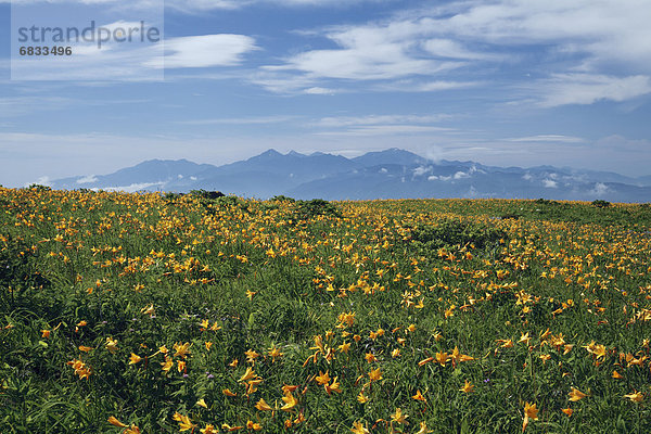 Taglilie  Berg  Feld  Var