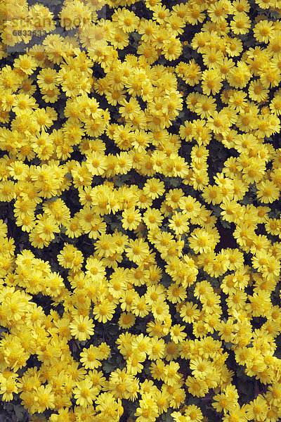 Chrysantheme  Honshu  Japan