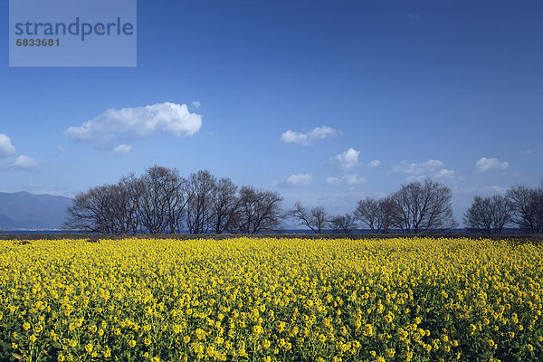 Oilseed Rape field