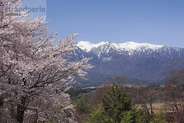 Baum  Kirsche  Blüte  Alpen  japanisch