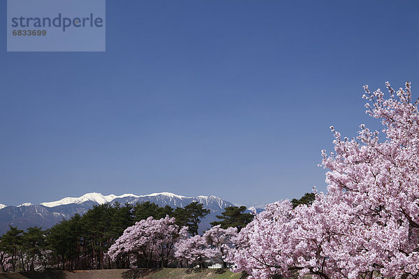 Baum  Kirsche  Blüte  Alpen  japanisch