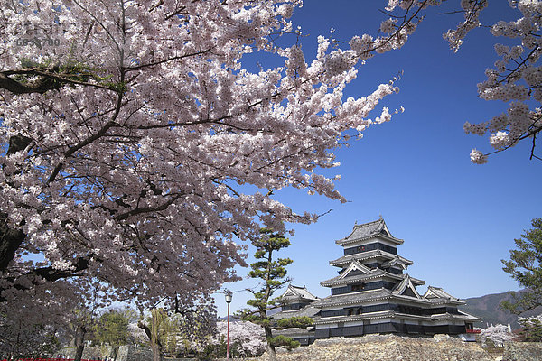 Palast  Schloß  Schlösser  Baum  Kirsche  Blüte  Matsumoto