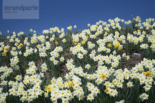 Narcissus Blumen