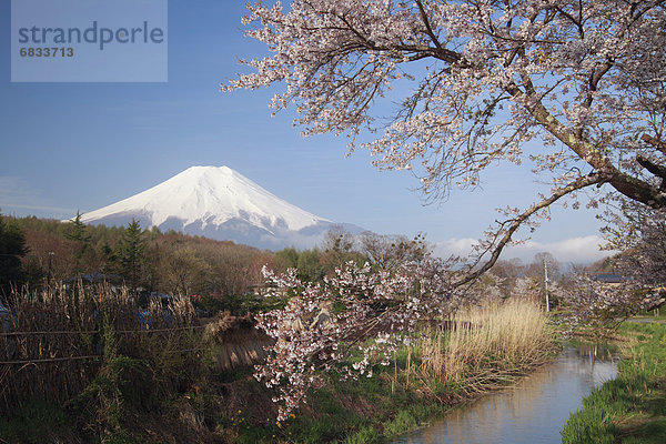 Kirsche  blühen  Berg  Fuji
