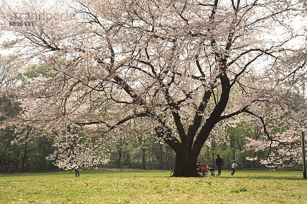 nahe  Mensch  Menschen  Baum  Tokyo  Hauptstadt  Kirsche  Blüte  Japan  spielen