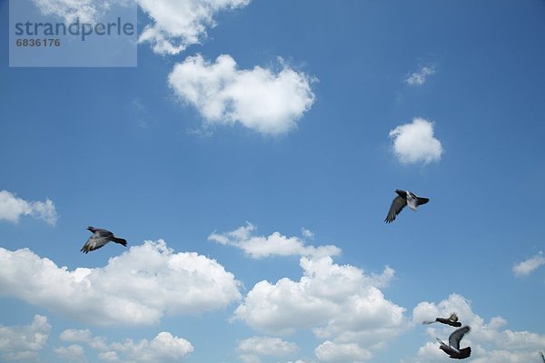 fliegen  fliegt  fliegend  Flug  Flüge  Himmel  Tokyo  Hauptstadt  blau  Wildtaube  Japan