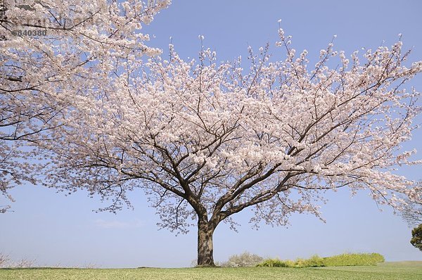Cherry Blossom-Bäume