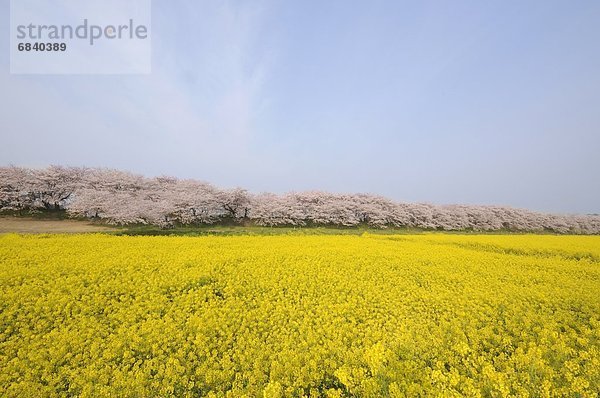 Baum  Kirsche  Blüte  Feld  Senf