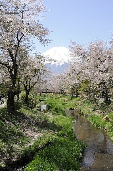 blühen  Pflaume  Fuji  japanisch