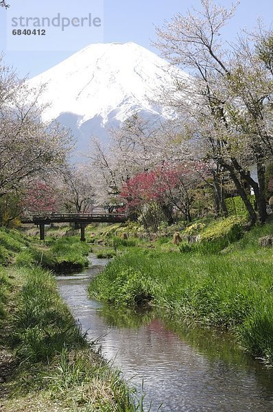 blühen  Pflaume  Fuji  japanisch