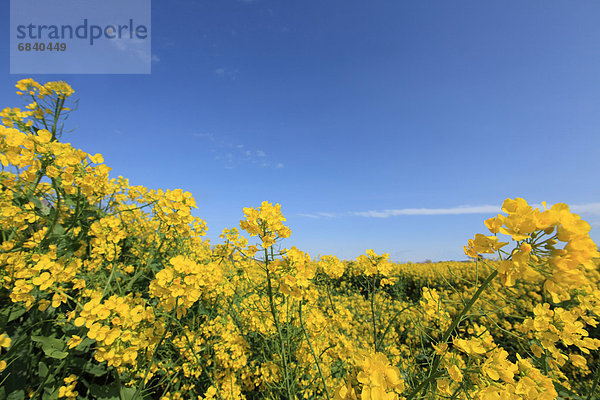 Oilseed Rape field