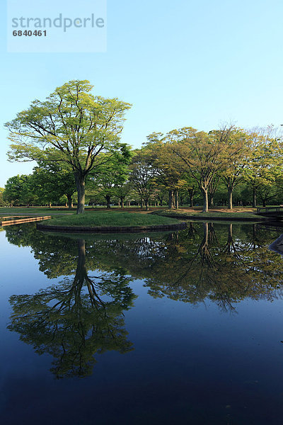Baum  Spiegelung  Teich