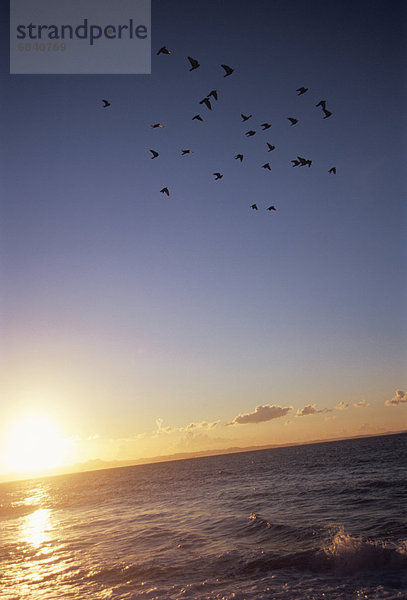 fliegen  fliegt  fliegend  Flug  Flüge  über  Meer  Vogel  Vogelschwarm  Vogelschar  Japan