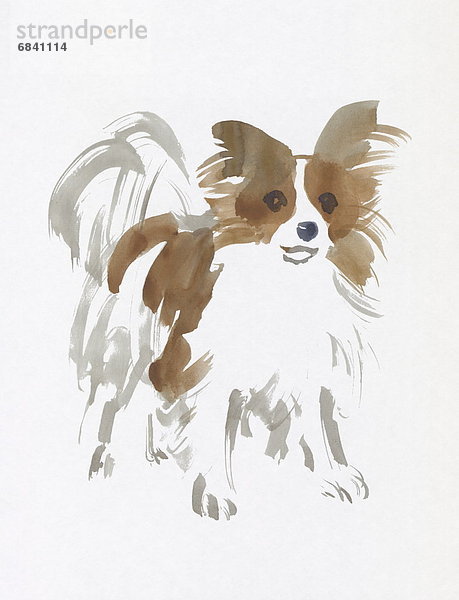 Papillon  Water Color Painting