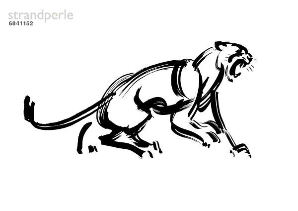 Howling Lion  Black Ink Illustration
