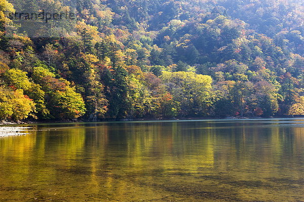 Wald  See  Herbst  Honshu  Japan