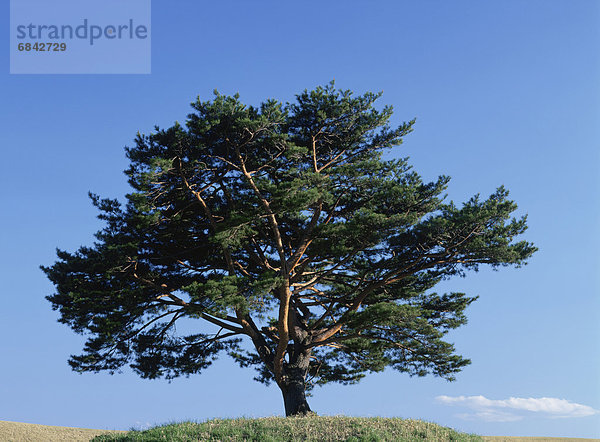 rot  Kiefer  Pinus sylvestris  Kiefern  Föhren  Pinie  japanisch