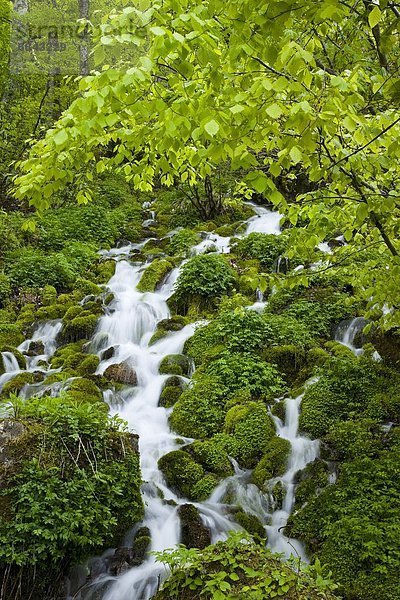 Felsbrocken  bedecken  über  fließen  Wasserfall  Japan  Moos