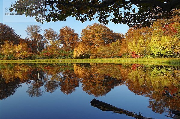 Stilleben  still  stills  Stillleben  Baum  Wald  See  Spiegelung  Herbst  Japan