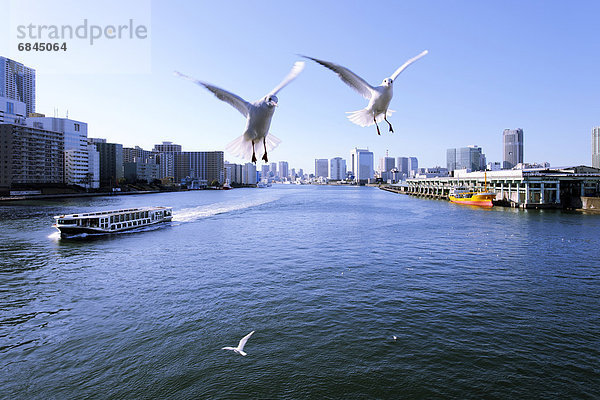 nahe  fliegen  fliegt  fliegend  Flug  Flüge  über  Tokyo  Hauptstadt  Brücke  Fluss  Möwe  Sumida  Japan