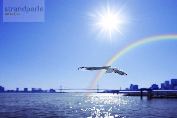 Hafen  fliegen  fliegt  fliegend  Flug  Flüge  Tokyo  Hauptstadt  Japan  Regenbogen  Möwe