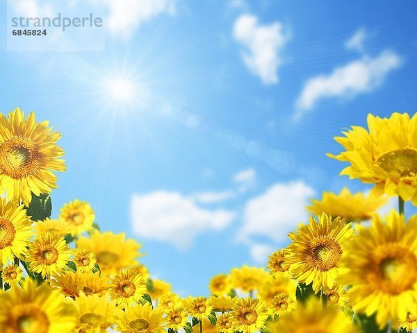 beleuchtet  gelb  Himmel  blau  Sonnenblume  helianthus annuus  Sonne