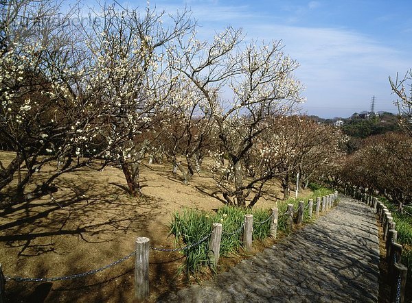 blühen  Baum  Weg  Wanderweg  Japan